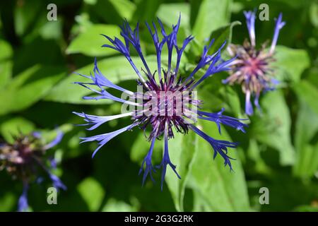 La fleur de maïs vivace aussi connue sous le nom de Centaurea montana ou de knapode montagnard Banque D'Images