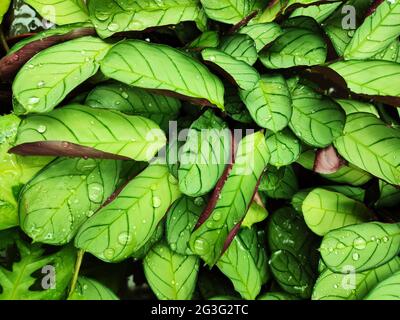 Fond vert humide de feuilles tropicales. Usine de Calathea avec gouttes d'eau Banque D'Images