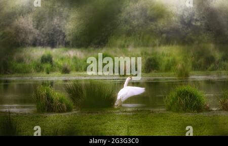 Whooper Swan (Cygnus cygnus).habitat des oiseaux à Steinhude Meer. Banque D'Images