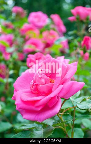Gros plan d'une belle fleur rose de couleur rose avec de nombreux pétales sur un buisson vert fleuri. Magnifique arrière-plan rosé flou. Banque D'Images