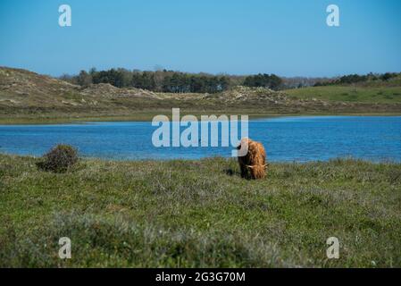 Den Helder, pays-Bas. Juin 2021. Pâturage des bovins des hautes terres dans les zones humides de Grafelijkheidsduinen, Huisduinen, pays-Bas. Photo de haute qualité Banque D'Images