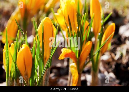 Mouiller dans les fleurs de Crocus jaune rosée sur le champ sauvage au début du printemps. Fonds de plantes et de fleurs Banque D'Images