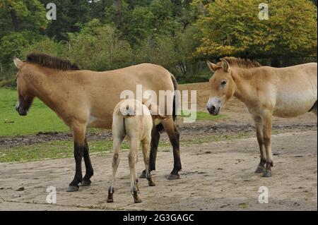 Przewalski-Pferd (Equus ferus przewalskii). Le cheval de Przewalski poulain sucer de jument. Banque D'Images