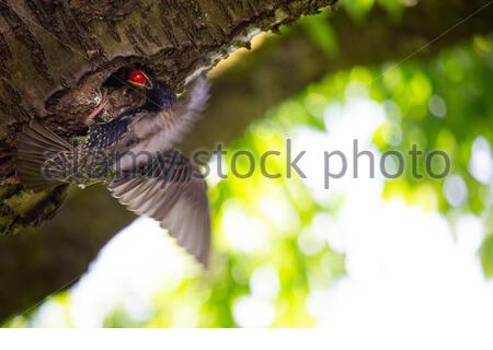 Coburg, Allemagne. 16 juin 2021. Nourrissez-vous dans un jardin de Bavière pendant que les oiseaux profitent du temps chaud de l'été et des cerises fraîches dans un vieux cerisier. Crédit : ClearPix/Alay Live News Banque D'Images