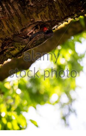 Coburg, Allemagne. 16 juin 2021. Nourrissez-vous dans un jardin de Bavière pendant que les oiseaux profitent du temps chaud de l'été et des cerises fraîches dans un vieux cerisier. Crédit : ClearPix/Alay Live News Banque D'Images