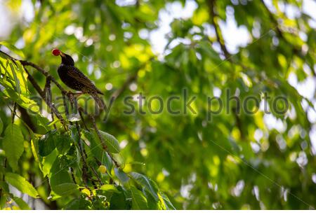 Coburg, Allemagne. 16 juin 2021. Nourrissez-vous dans un jardin de Bavière pendant que les oiseaux profitent du temps chaud de l'été et des cerises fraîches dans un vieux cerisier. Crédit : ClearPix/Alay Live News Banque D'Images