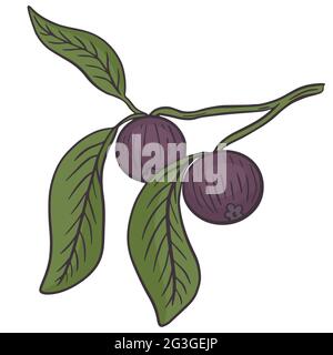 Mangoustène fruits sur une branche avec des feuilles, vecteur. Fruits doux asiatiques pourpres. Dessin à la main. Objet coloré isolé. Illustration de Vecteur