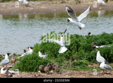 Les goélands à tête noire se battent pour protéger leurs nids contre les autres goélands dans une colonie nicheuse de la réserve naturelle de Leighton Moss de RSPB, Silverdale, Lancashir Banque D'Images