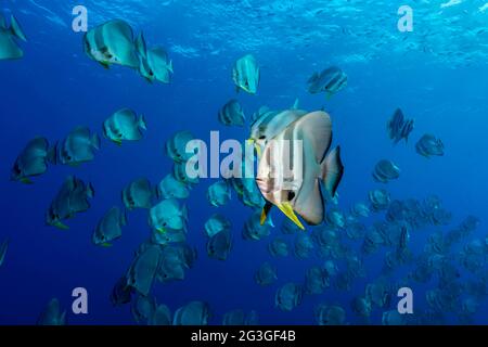 Poisson-fard à longue, Platax teira, aux Maldives Banque D'Images