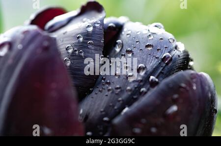 Une tulipe sombre dans la pluie dans un jardin, Chipping, Preston, Lancashire. ROYAUME-UNI. Banque D'Images