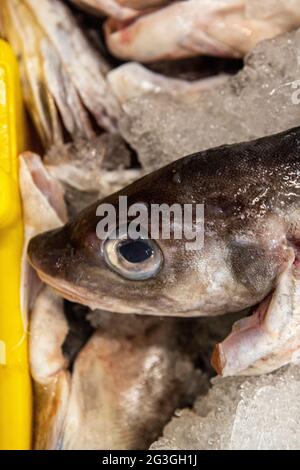 Haddock, marché aux poissons de Grimsby, Grimsby Docks, UK Fishing Banque D'Images