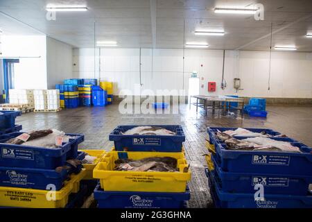 Haddock, marché aux poissons de Grimsby, Grimsby Docks, UK Fishing Banque D'Images