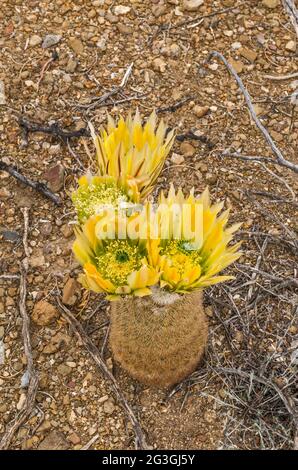 Cactus arc-en-ciel du Texas en fleur, région d'El Solitario, parc national de Big Bend Ranch, Texas, États-Unis Banque D'Images