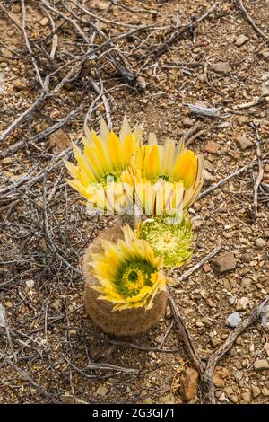 Cactus arc-en-ciel du Texas en fleur, région d'El Solitario, parc national de Big Bend Ranch, Texas, États-Unis Banque D'Images