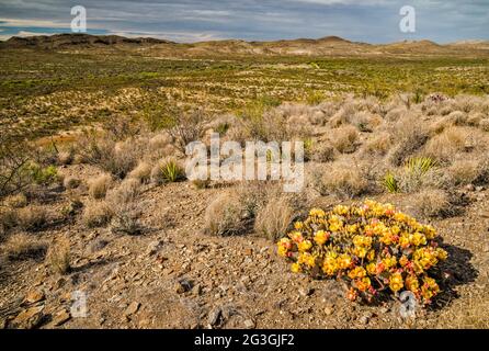 Cactus de poire pirickly en fleur, près du terrain de camping des chars McGuirks, région d'El Solitario, dôme volcanique effondré et érodé, parc national de Big Bend Ranch, Texas Banque D'Images