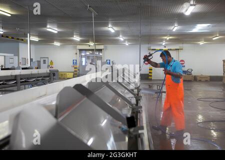 Haddock, marché aux poissons de Grimsby, Grimsby Docks, UK Fishing Banque D'Images