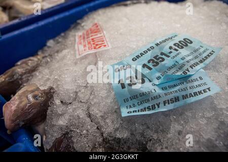 Haddock, marché aux poissons de Grimsby, Grimsby Docks, UK Fishing Banque D'Images