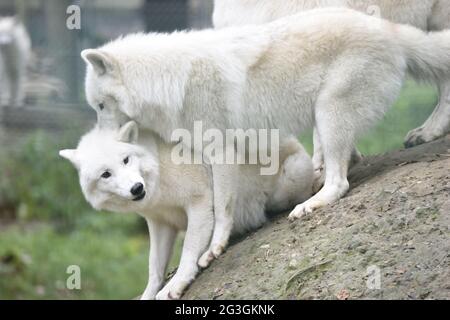 Loup arctique ou loup blanc (Canis lupus arctos). Banque D'Images