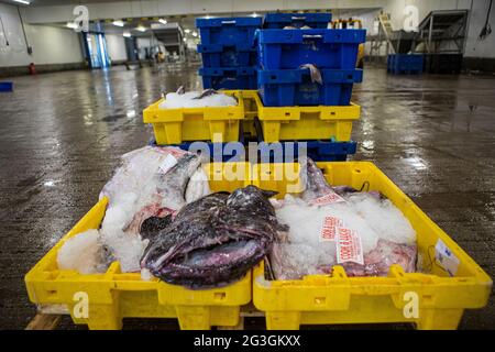 Haddock, marché aux poissons de Grimsby, Grimsby Docks, UK Fishing Banque D'Images