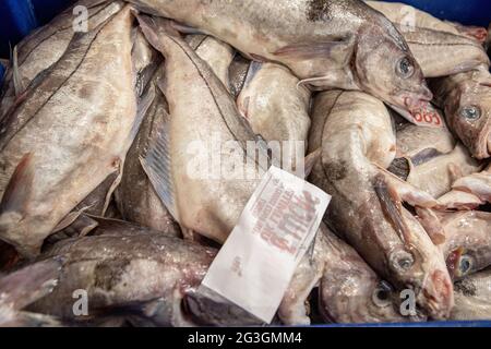 Haddock, marché aux poissons de Grimsby, Grimsby Docks, UK Fishing Banque D'Images