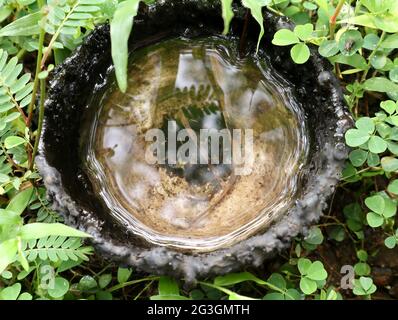 Vue aérienne d'une coquille de noix de coco qui recueille le caoutchouc tombe au sol et se remplit d'eau de pluie, causant des larves de moustiques dans les aires de reproduction Banque D'Images