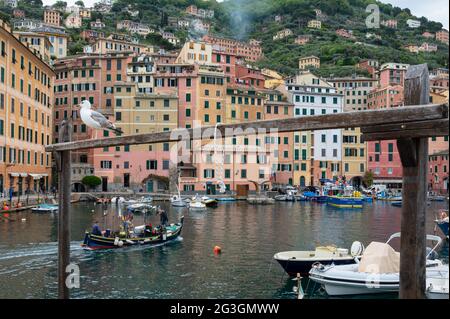 Camogli, le port de plaisance et les bateaux. Photo-Camogli de haute qualité, le port de plaisance et les bateaux, avec le départ des bateaux pour la Riviera Ligurienne Banque D'Images