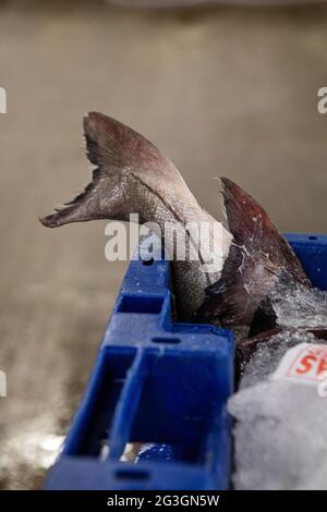 Haddock, marché aux poissons de Grimsby, Grimsby Docks, UK Fishing Banque D'Images