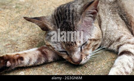 Gros plan extrême d'un chat rayé brun allongé sur le sable avec sa tête sur sa main droite Banque D'Images