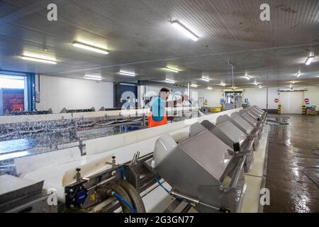 Haddock, marché aux poissons de Grimsby, Grimsby Docks, UK Fishing Banque D'Images