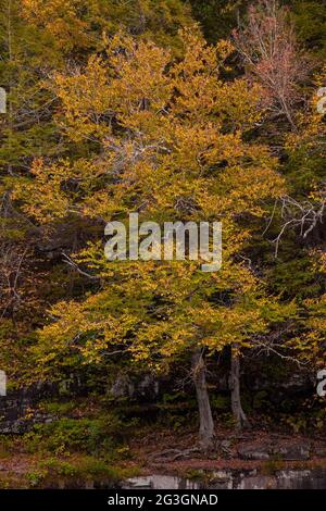 American Beech, sapins de feuillus courants en Amérique du Nord facile à cultiver sur une corniche rocheuse le long de Shohola Creek, dans Pocono Mountai, en Pennsylvanie Banque D'Images