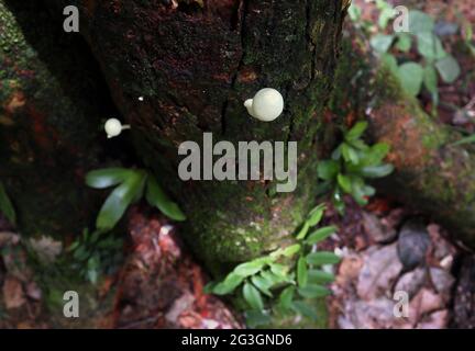 Vue en hauteur d'un champignon blanc sur la surface du tronc d'un arbre de fruits Jack Banque D'Images