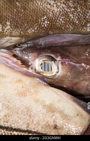 Industrie de la pêche au Royaume-Uni. Aiglefin au marché aux poissons de Grimsby. Banque D'Images