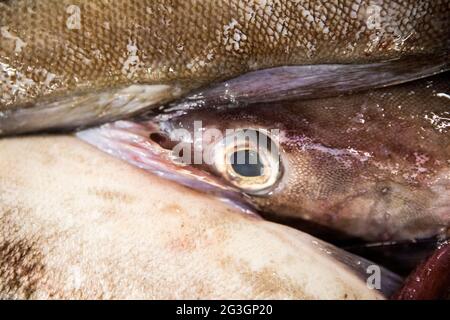 Industrie de la pêche au Royaume-Uni. Aiglefin au marché aux poissons de Grimsby. Banque D'Images