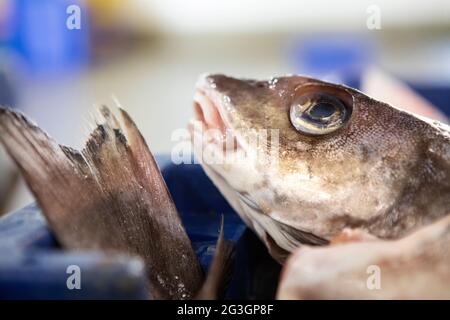 Industrie de la pêche au Royaume-Uni. Aiglefin au marché aux poissons de Grimsby. Banque D'Images