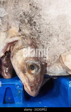 Industrie de la pêche au Royaume-Uni. Aiglefin au marché aux poissons de Grimsby. Banque D'Images