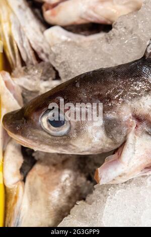 Industrie de la pêche au Royaume-Uni. Aiglefin au marché aux poissons de Grimsby. Banque D'Images