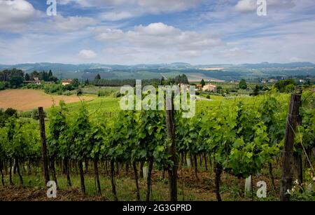 Paysage pittoresque de Toscane avec collines et vignobles. Banque D'Images