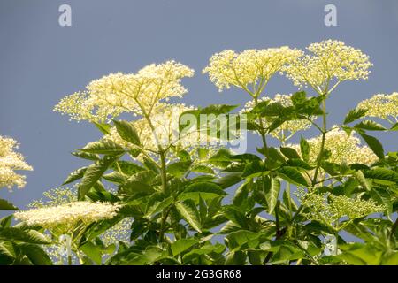 Fleur noire de Sambucus nigra Banque D'Images