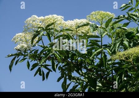 Arbustes fleuris Sambucus nigra Noir ancien Bushy fleurs blanches Europe Banque D'Images