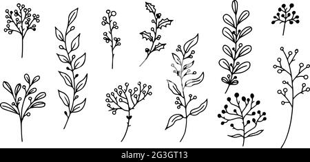 Ensemble d'éléments floraux dessinés à la main, de plantes et de branches d'oodle sur un fond blanc. Éléments de conception esqutifs. Illustrations vectorielles. Illustration de Vecteur