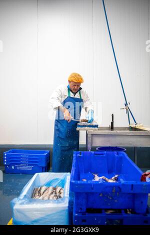 Transformation du poisson au marché aux poissons de Grimsby, Grimsby Docks, UK Fishing Banque D'Images