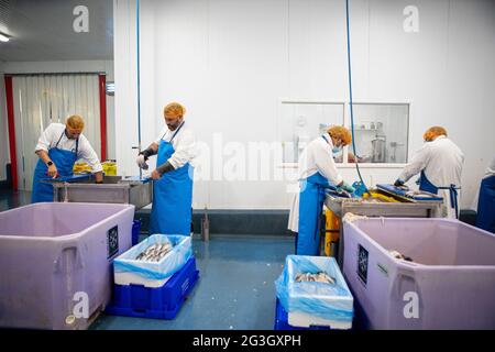 Transformation du poisson au marché aux poissons de Grimsby, Grimsby Docks, UK Fishing Banque D'Images