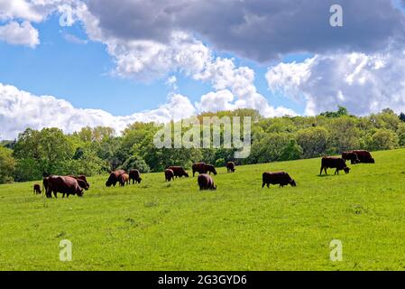 Vaches brunes paissant un champ à flanc de colline à Runnymede, un jour ensoleillé d'été, Surrey Angleterre Royaume-Uni Banque D'Images