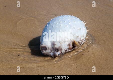 Pufferfish mort sur une plage Banque D'Images