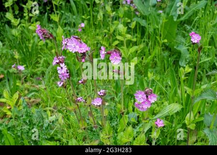 Gros plan de campion rouge fleur sauvage fleurs sauvages fleurs florales fleurs florissantes croissance au printemps Angleterre Royaume-Uni Grande-Bretagne Banque D'Images