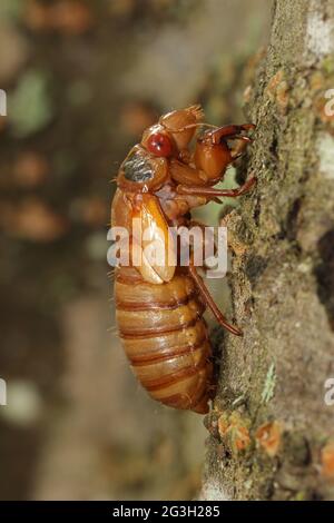 Périodique cicada, Magicicada septendecim, périodique de 17 ans cicada, récemment émergé larva, Maryland, Juin 2021 Banque D'Images