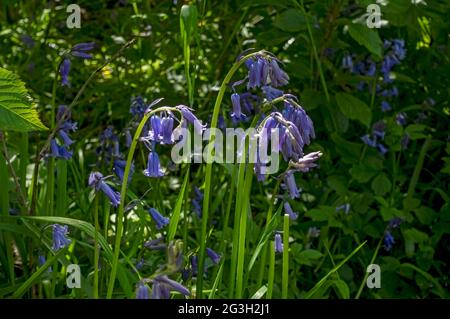 Gros plan de bluecloches sauvages fleurs fleurs fleurs sauvages floraison croissant dans les bois au printemps Angleterre Royaume-Uni Grande-Bretagne Banque D'Images