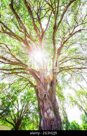 Chêne vivant, Quercus virginiana à un bureau de poste local dans le centre-nord de la Floride. Banque D'Images