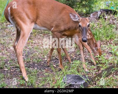 C'est le printemps dans le nord de la Floride, et le cerf Mama fait sortir son bébé pour voir un tout nouveau monde. Banque D'Images