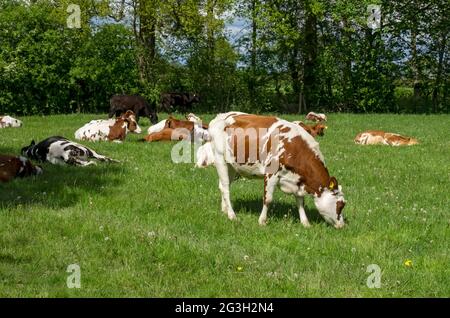 Troupeau de bovins bruns et blancs vaches vache pâturant sur l'herbe dans une ferme agricole agricole agricole agricole en été North Yorkshire Angleterre Royaume-Uni Banque D'Images